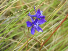 Delphinium pentagynum