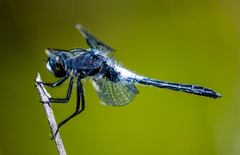 Leucorrhinia frigida