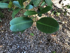 Baloghia inophylla