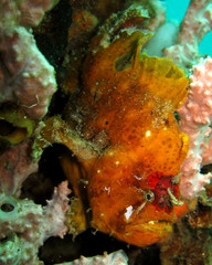 Antennarius biocellatus