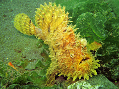 Antennarius hispidus