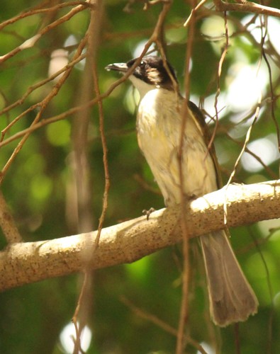 Subspecies Pycnonotus sinensis hainanus · iNaturalist