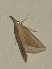 Hypena conscitalis
