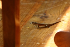 Trachylepis sechellensis