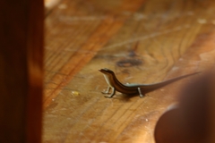 Trachylepis sechellensis