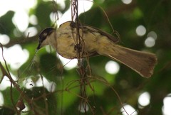 Pycnonotus sinensis hainanus