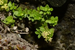 Galium tarokoense