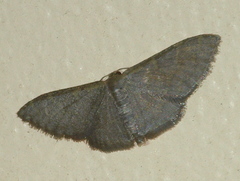 Idaea coercita