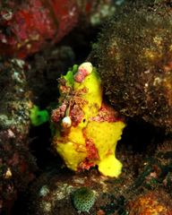 Antennarius maculatus