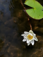 Nymphaea candida