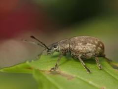 Peritelus sphaeroides