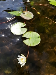 Nymphaea candida