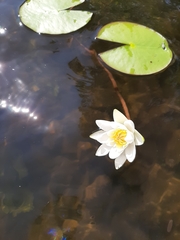 Nymphaea candida