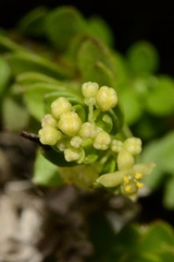 Galium tarokoense