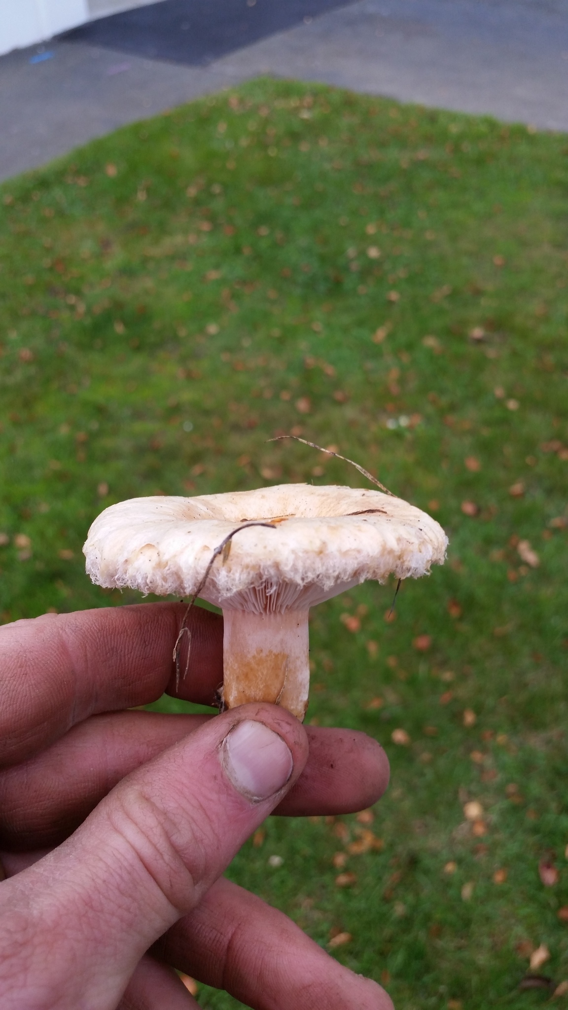Lactarius pubescens image
