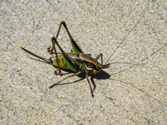 Eupholidoptera smyrnensis