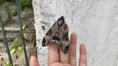 Psilogramma discistriga