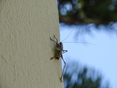 Eupholidoptera smyrnensis