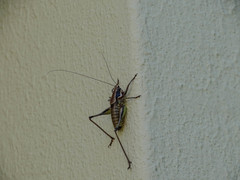 Eupholidoptera smyrnensis