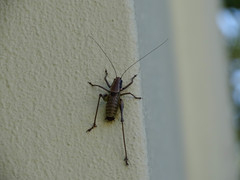 Eupholidoptera smyrnensis