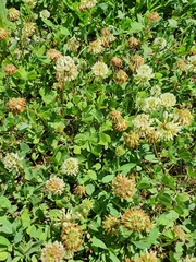 Trifolium repens