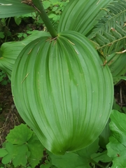 Veratrum insolitum