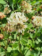 Trifolium repens