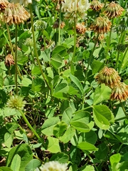 Trifolium repens