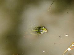 Lithobates neovolcanicus