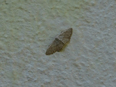 Idaea palaestinensis