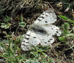 Parnassius hardwickii