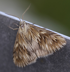 Cynaeda dentalis