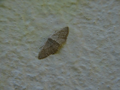 Idaea palaestinensis