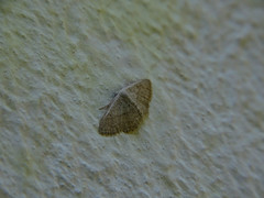 Idaea palaestinensis