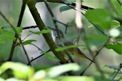 Helopsaltes fasciolatus