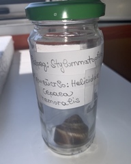 Helix lucorum