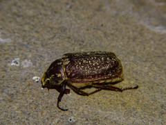 Polyphylla hassi