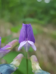 Lathyrus polyphyllus