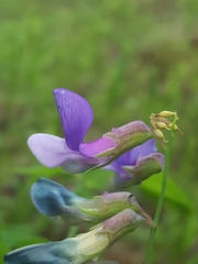 Lathyrus polyphyllus