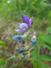 Lathyrus polyphyllus