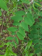 Lathyrus polyphyllus