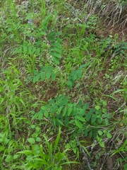 Lathyrus polyphyllus