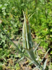 Tragopogon dubius