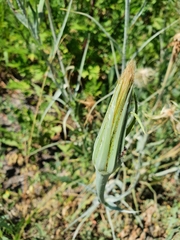 Tragopogon dubius
