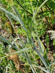 Tragopogon dubius