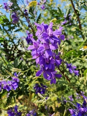 Delphinium consolida