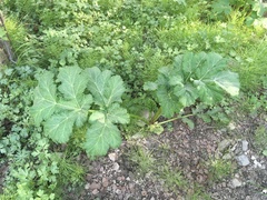 Heracleum sosnowskyi