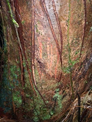 Panthera pardus melas