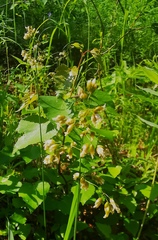 Anthoxanthum glabrum