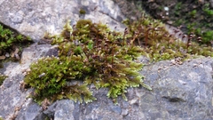 Rhynchostegium murale